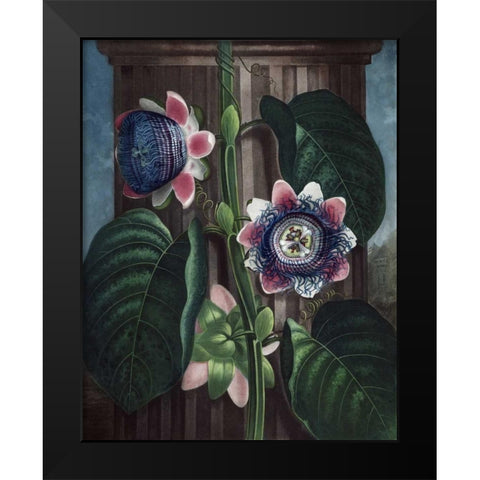 Quadrangular Passion Flower Black Modern Wood Framed Art Print by Thornton, Dr R