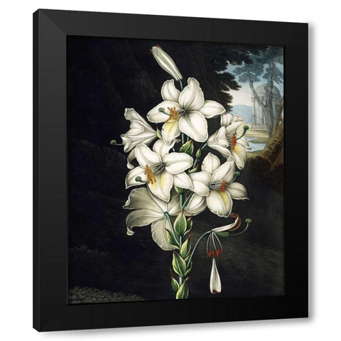 White Lily Black Modern Wood Framed Art Print with Double Matting by Thornton, Dr R