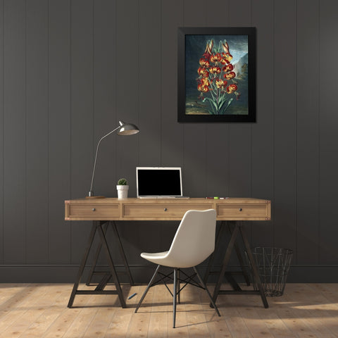 Superb Lily Black Modern Wood Framed Art Print by Thornton, Dr R