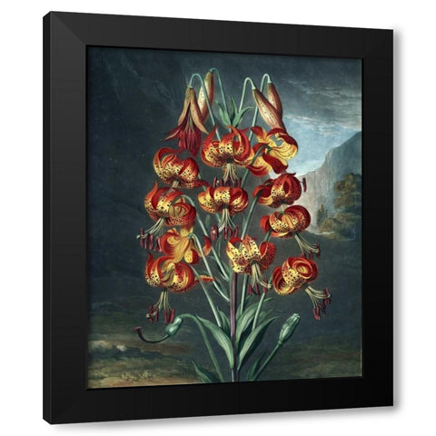 Superb Lily Black Modern Wood Framed Art Print with Double Matting by Thornton, Dr R