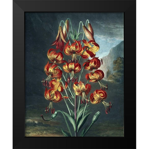 Superb Lily Black Modern Wood Framed Art Print by Thornton, Dr R