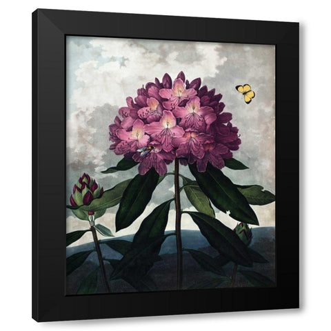 Rhododendron Black Modern Wood Framed Art Print with Double Matting by Thornton, Dr R