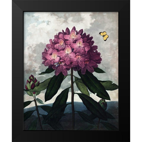 Rhododendron Black Modern Wood Framed Art Print by Thornton, Dr R