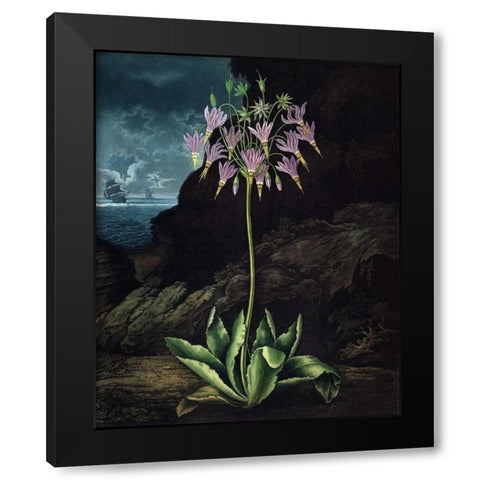 American Cowslip Black Modern Wood Framed Art Print with Double Matting by Thornton, Dr R
