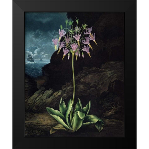 American Cowslip Black Modern Wood Framed Art Print by Thornton, Dr R
