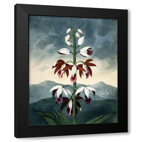 China Limaderen Black Modern Wood Framed Art Print with Double Matting by Michaux, Francois A.