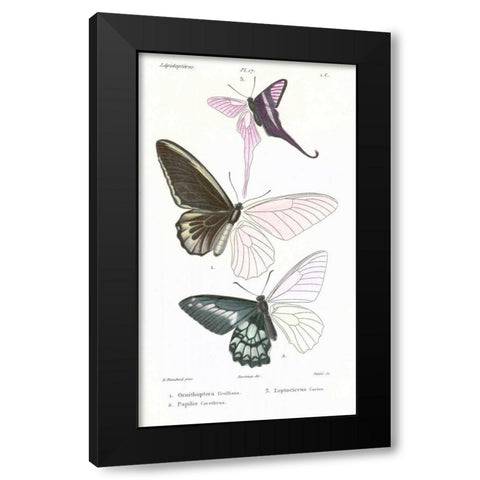 Butterflies, Plate 17 Black Modern Wood Framed Art Print with Double Matting by Blanchard, Emile