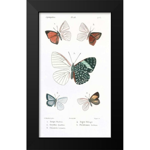 Butterflies, Plate 23 Black Modern Wood Framed Art Print by Blanchard, Emile