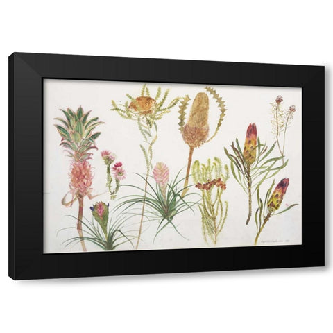 Banksia, Tillandsia, Proteus and Pineapple Black Modern Wood Framed Art Print by Blackadder, Elizabeth