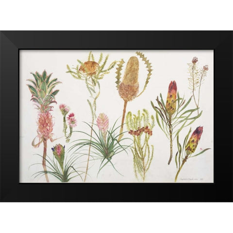 Banksia, Tillandsia, Proteus and Pineapple Black Modern Wood Framed Art Print by Blackadder, Elizabeth
