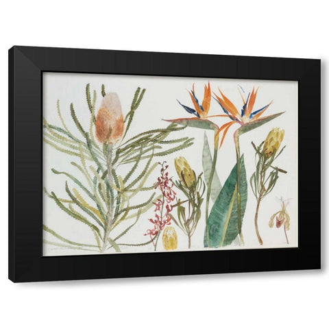 Strelizia, Banksia and Orchids Black Modern Wood Framed Art Print with Double Matting by Blackadder, Elizabeth