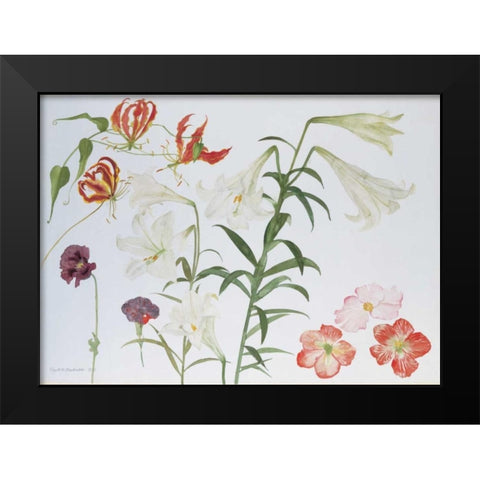 Lilies and Begonias Black Modern Wood Framed Art Print by Blackadder, Elizabeth