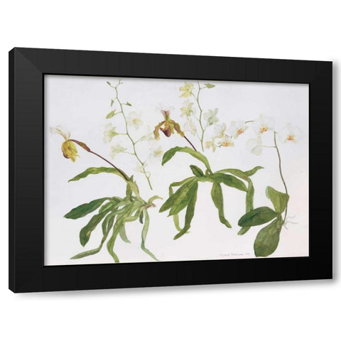Orchids, Paphiopedilum and Dendrobium Black Modern Wood Framed Art Print with Double Matting by Blackadder, Elizabeth