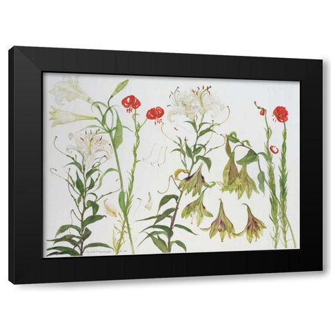 Lilies, Auratum, Nepalense, and Chalcedonicum Black Modern Wood Framed Art Print by Blackadder, Elizabeth