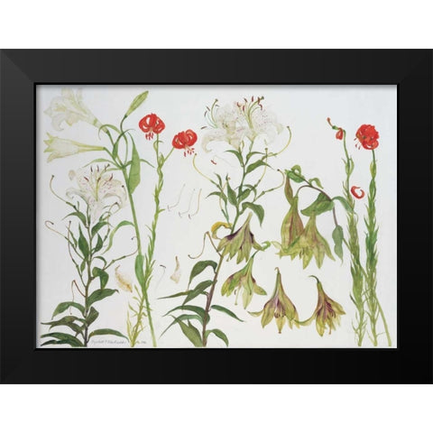 Lilies, Auratum, Nepalense, and Chalcedonicum Black Modern Wood Framed Art Print by Blackadder, Elizabeth