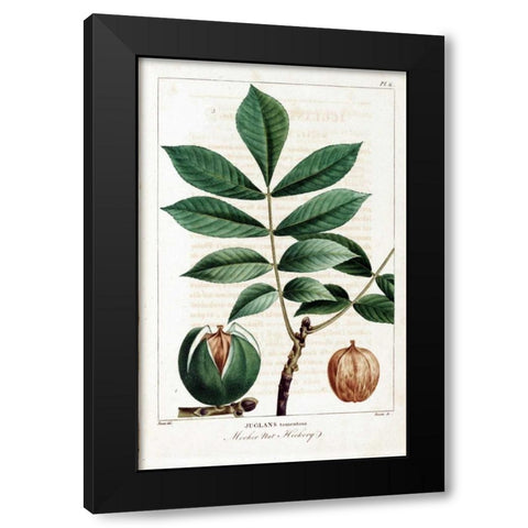 Hickory Nut Black Modern Wood Framed Art Print with Double Matting by Michaux, Francois A.