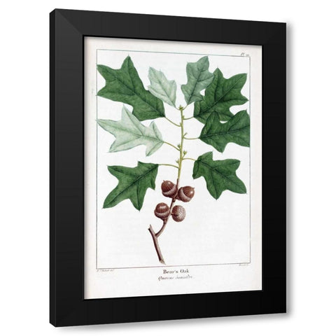 Bears Oak Black Modern Wood Framed Art Print by Michaux, Francois A.