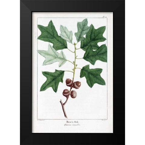 Bears Oak Black Modern Wood Framed Art Print by Michaux, Francois A.