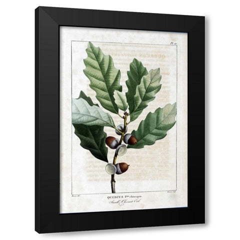 Small Chestnut Oak Black Modern Wood Framed Art Print by Michaux, Francois A.