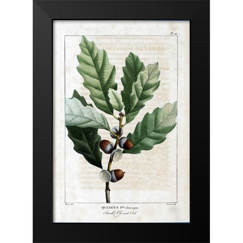 Small Chestnut Oak Black Modern Wood Framed Art Print by Michaux, Francois A.