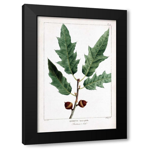 Bartrams Oak Black Modern Wood Framed Art Print by Michaux, Francois A.