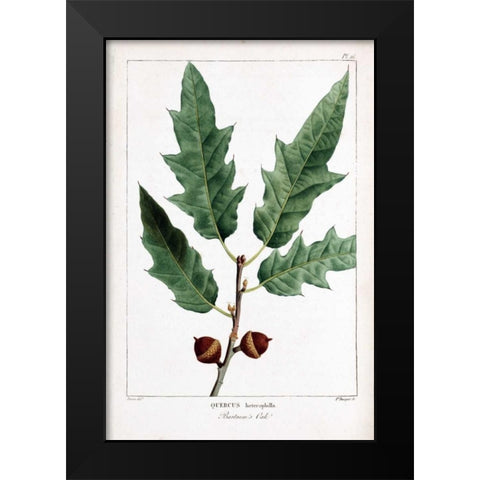 Bartrams Oak Black Modern Wood Framed Art Print by Michaux, Francois A.