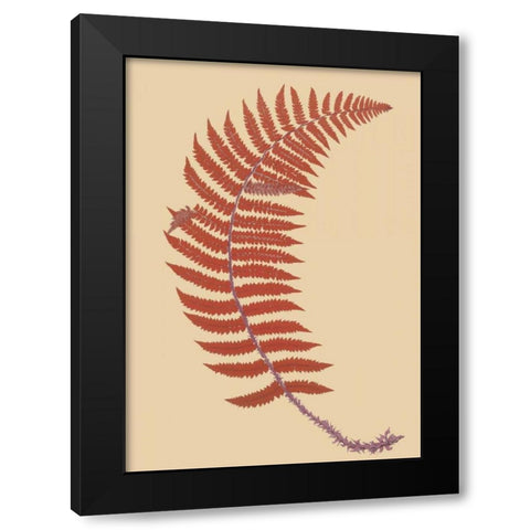 Soft Prickly Shield Fern Black Modern Wood Framed Art Print with Double Matting by Heath, Francis George