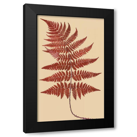 Broad Buckler Fern Black Modern Wood Framed Art Print by Heath, Francis George