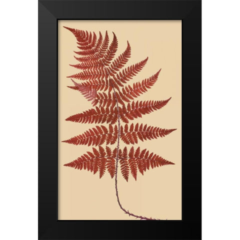Broad Buckler Fern Black Modern Wood Framed Art Print by Heath, Francis George