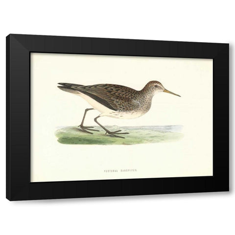 Pectoral Sandpiper Black Modern Wood Framed Art Print with Double Matting by Morris, Rev FO
