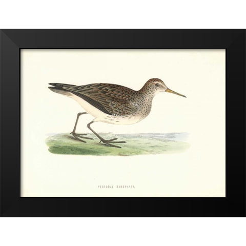 Pectoral Sandpiper Black Modern Wood Framed Art Print by Morris, Rev FO