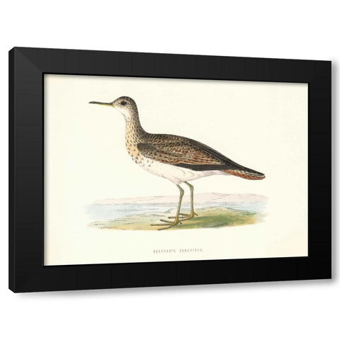 Bartrams Sandpiper Black Modern Wood Framed Art Print with Double Matting by Morris, Rev FO