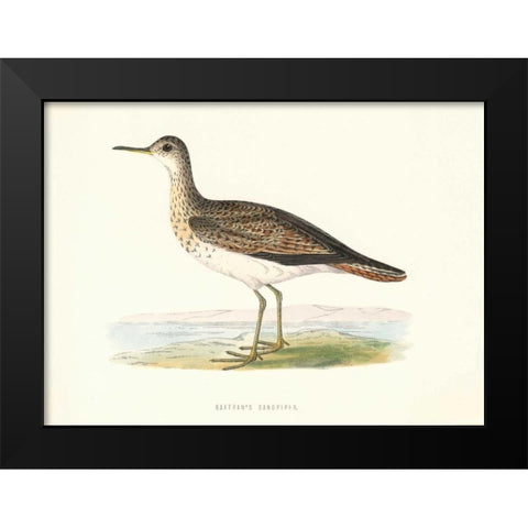 Bartrams Sandpiper Black Modern Wood Framed Art Print by Morris, Rev FO