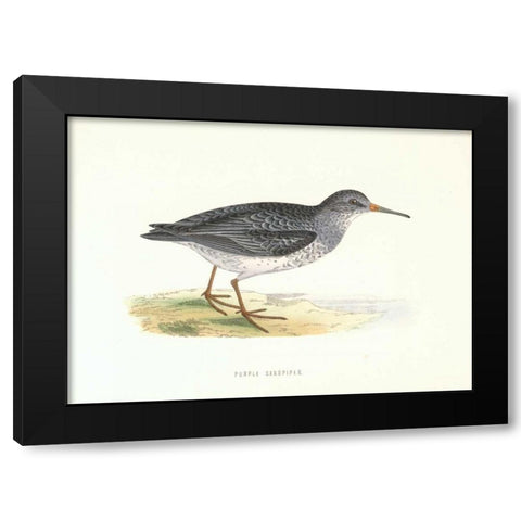 Purple Sandpiper Black Modern Wood Framed Art Print with Double Matting by Morris, Rev FO
