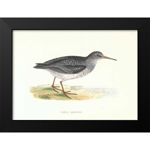 Purple Sandpiper Black Modern Wood Framed Art Print by Morris, Rev FO