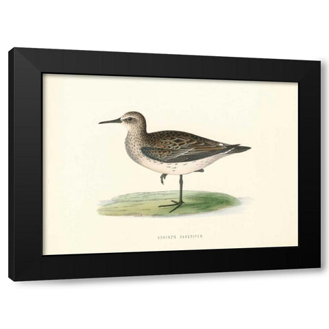 Schinzs Sandpiper Black Modern Wood Framed Art Print with Double Matting by Morris, Rev FO