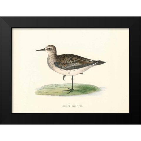 Schinzs Sandpiper Black Modern Wood Framed Art Print by Morris, Rev FO