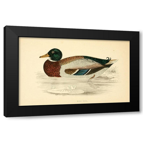 Wild Duck Black Modern Wood Framed Art Print with Double Matting by Morris, Rev FO