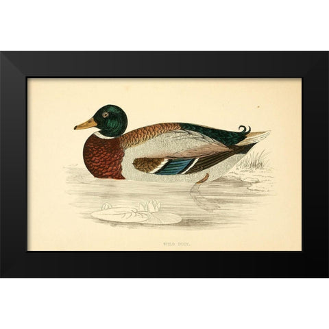 Wild Duck Black Modern Wood Framed Art Print by Morris, Rev FO