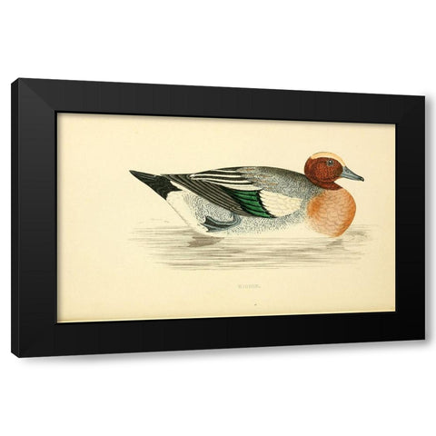 Wigeon Black Modern Wood Framed Art Print by Morris, Rev FO