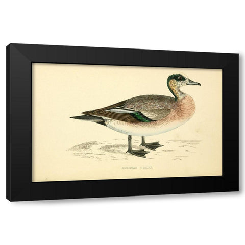 American Wigeon Black Modern Wood Framed Art Print by Morris, Rev FO