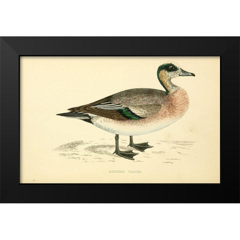 American Wigeon Black Modern Wood Framed Art Print by Morris, Rev FO