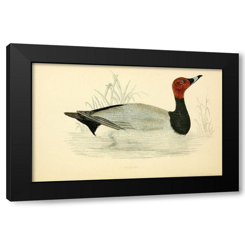 Pochard Black Modern Wood Framed Art Print with Double Matting by Morris, Rev FO