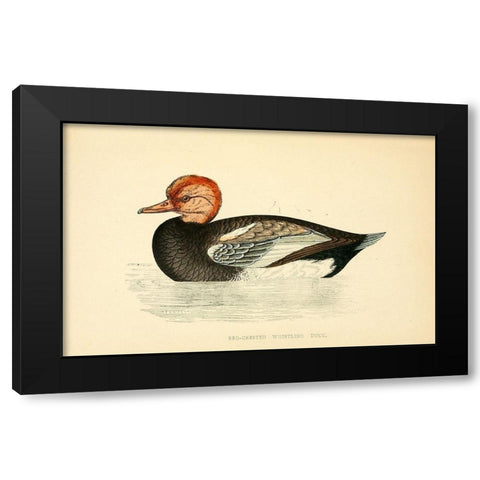 Red Crested Whistling Duck Black Modern Wood Framed Art Print by Morris, Rev FO