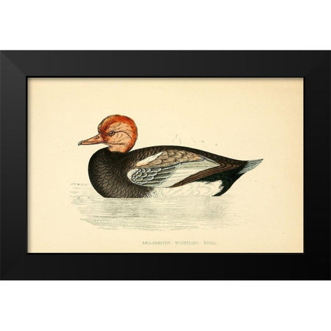 Red Crested Whistling Duck Black Modern Wood Framed Art Print by Morris, Rev FO