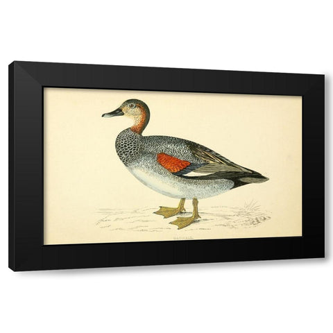 Gadwall Black Modern Wood Framed Art Print by Morris, Rev FO