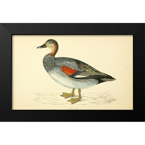 Gadwall Black Modern Wood Framed Art Print by Morris, Rev FO
