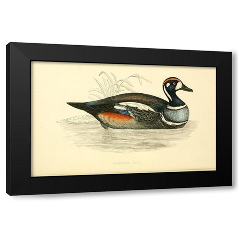 Harlequin Duck Black Modern Wood Framed Art Print by Morris, Rev FO