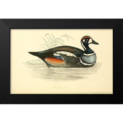 Harlequin Duck Black Modern Wood Framed Art Print by Morris, Rev FO