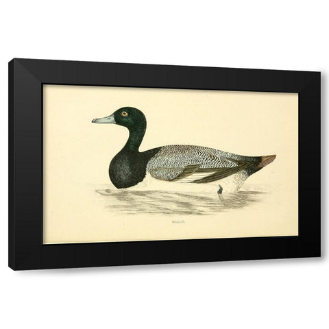 Scaup Black Modern Wood Framed Art Print with Double Matting by Morris, Rev FO
